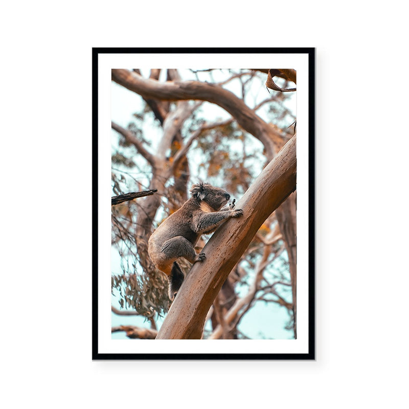 Curious Koala | Art Print