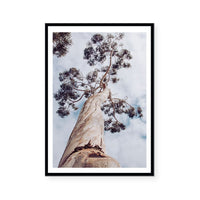 Majestic Eucalyptus | Art Print