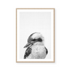 Kookaburra  | B&W | Art Print