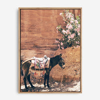 Donkey | Canvas Print