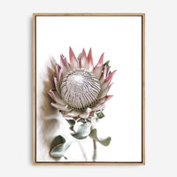Shea | Canvas Print