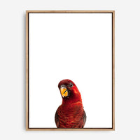 Parrot | Canvas Print