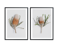 Blushing Banksias | Art Print