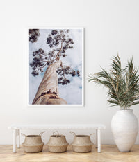 Majestic Eucalyptus | Art Print