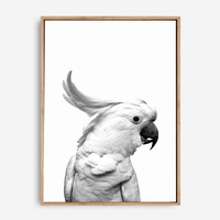 Cockatoo | Canvas Print