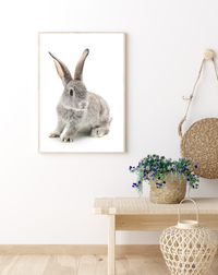 Baby Bunny II | Art Print