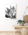 King Protea II | B&W | Art Print