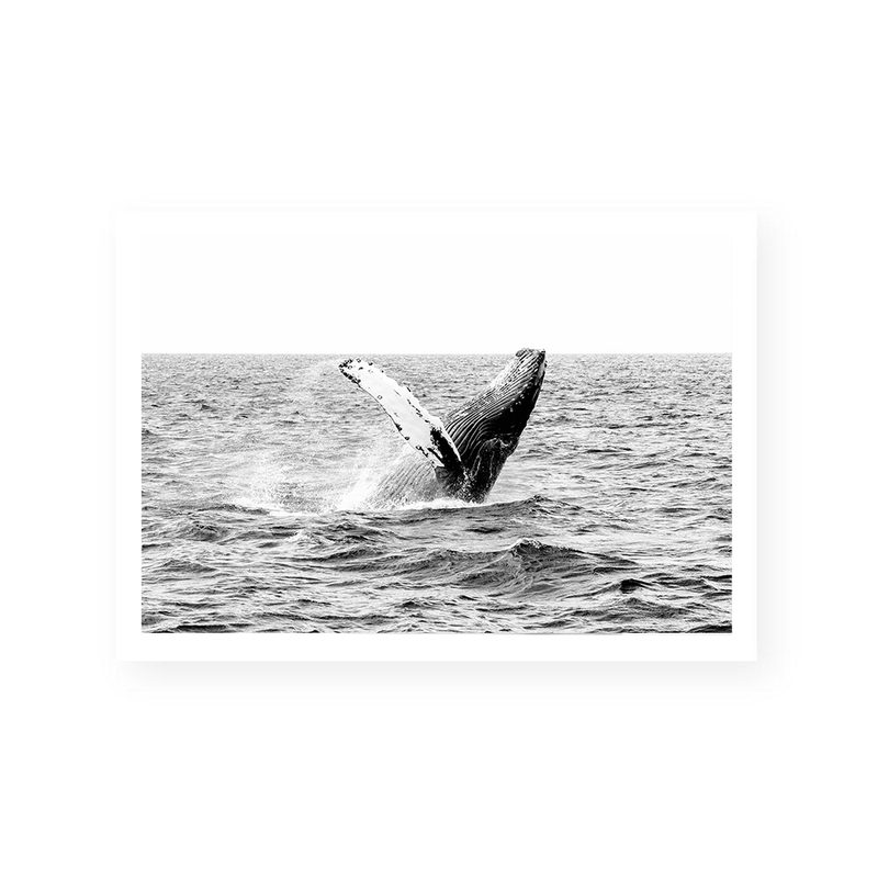 Whale | Art Print