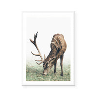 Doe | Art Print