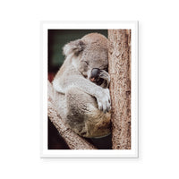 Sleepy Koala | Art Print