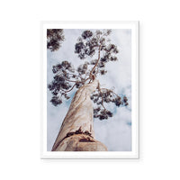 Majestic Eucalyptus | Art Print