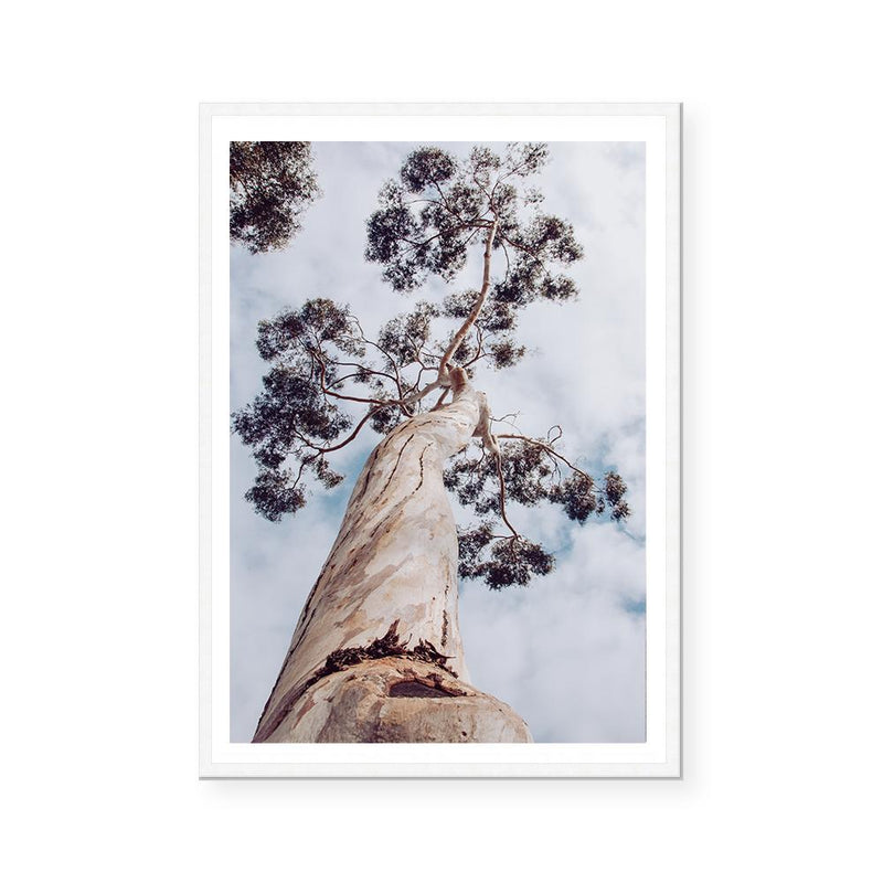 Majestic Eucalyptus | Art Print