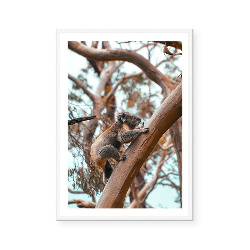 Curious Koala | Art Print